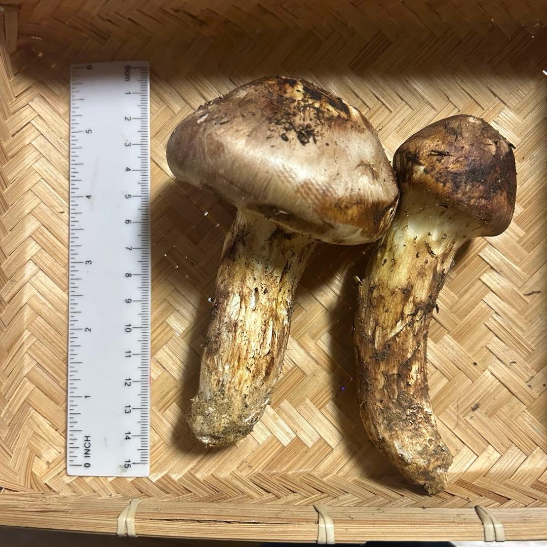 松茸 国産 信州産 長野県産 野菜