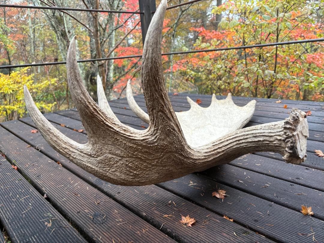 ヘラジカの角　ムース　鹿　天然　剥製　希少　moose antlers