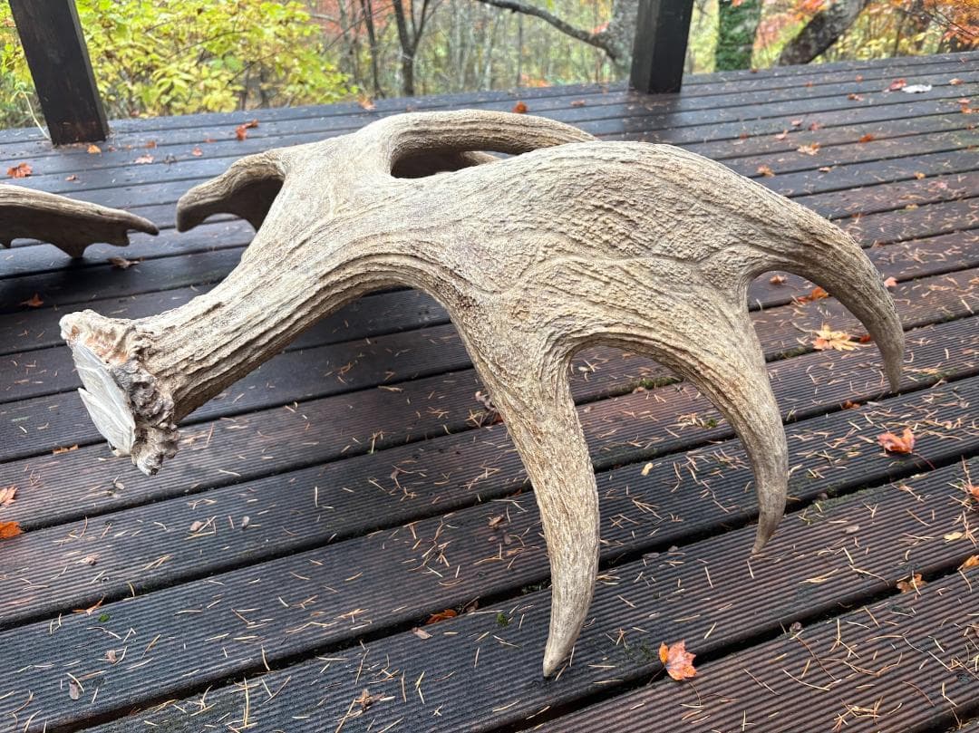 ヘラジカの角　ムース　鹿　天然　剥製　希少　moose antlers
