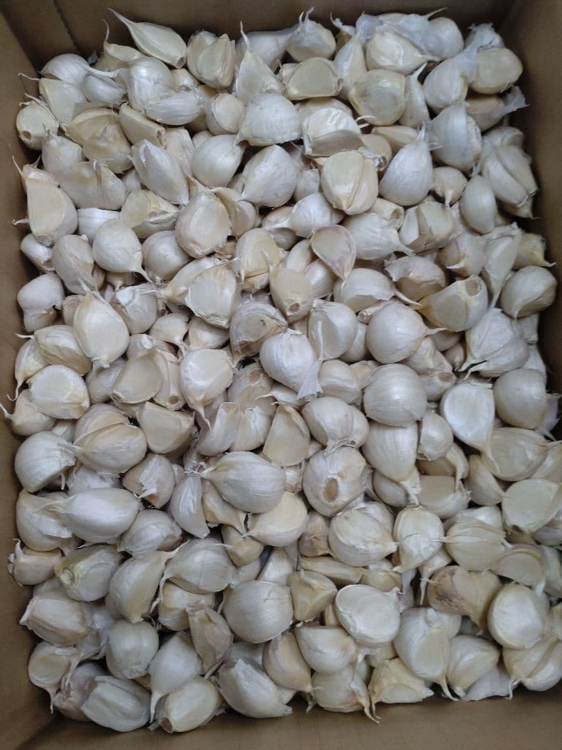 青森県産にんにくバラ中10kg