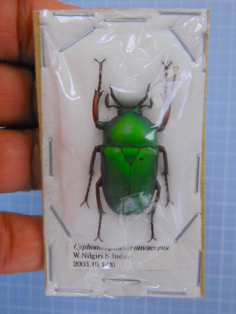 インド産　ソリツノカナブン　28mm