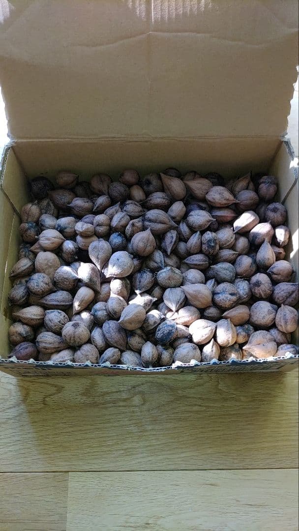 姫ぐるみ長野県産１０キログラム