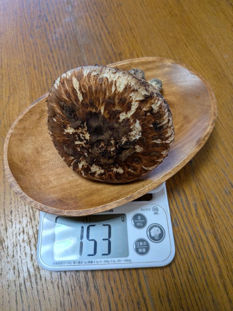 【10/17採取】 松茸 長野県産 南信州産