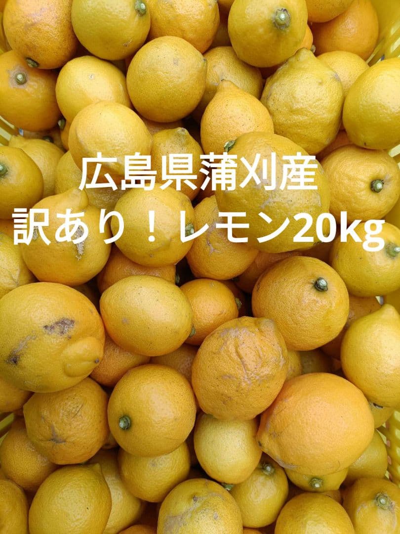 訳あり！産地直送　広島県蒲刈産レモン20kg