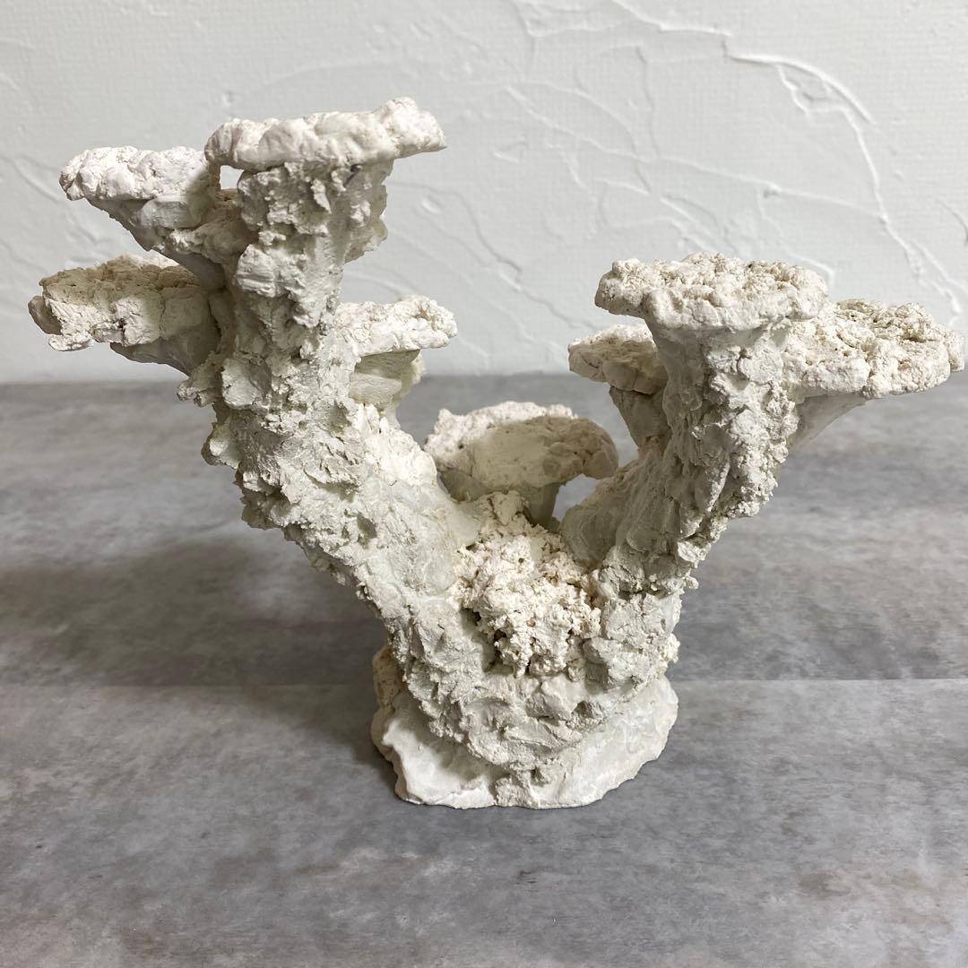 レイアウト済　ホワイト人工石 11個置ける　ライブロック　30cm水槽用