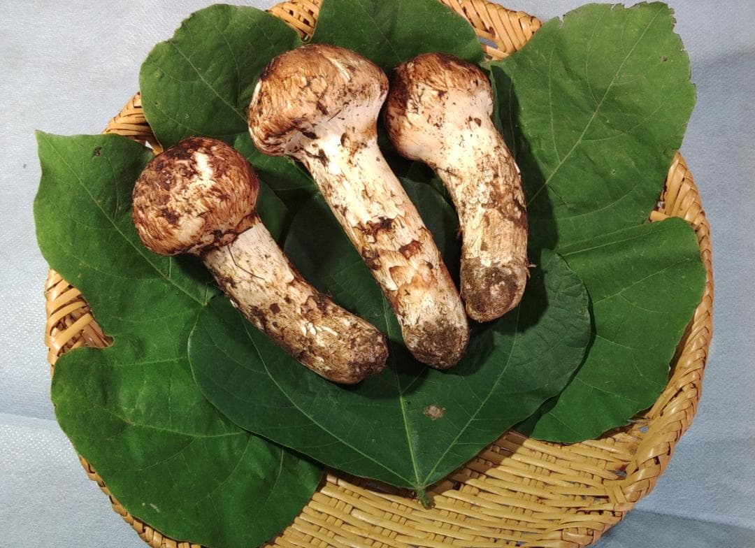 岩手県産 松茸 165g