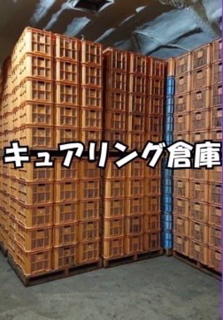 整理さつまいも　紅はるか　訳あり　Mサイズ　20kg