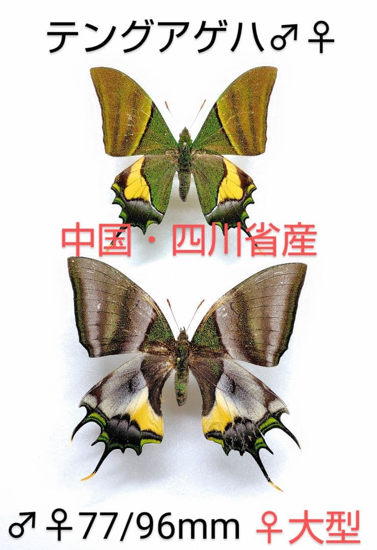 最終価格‼️テングアゲハ ♂♀標本★中国産★ 大型 77/96mm美麗標本・迫力