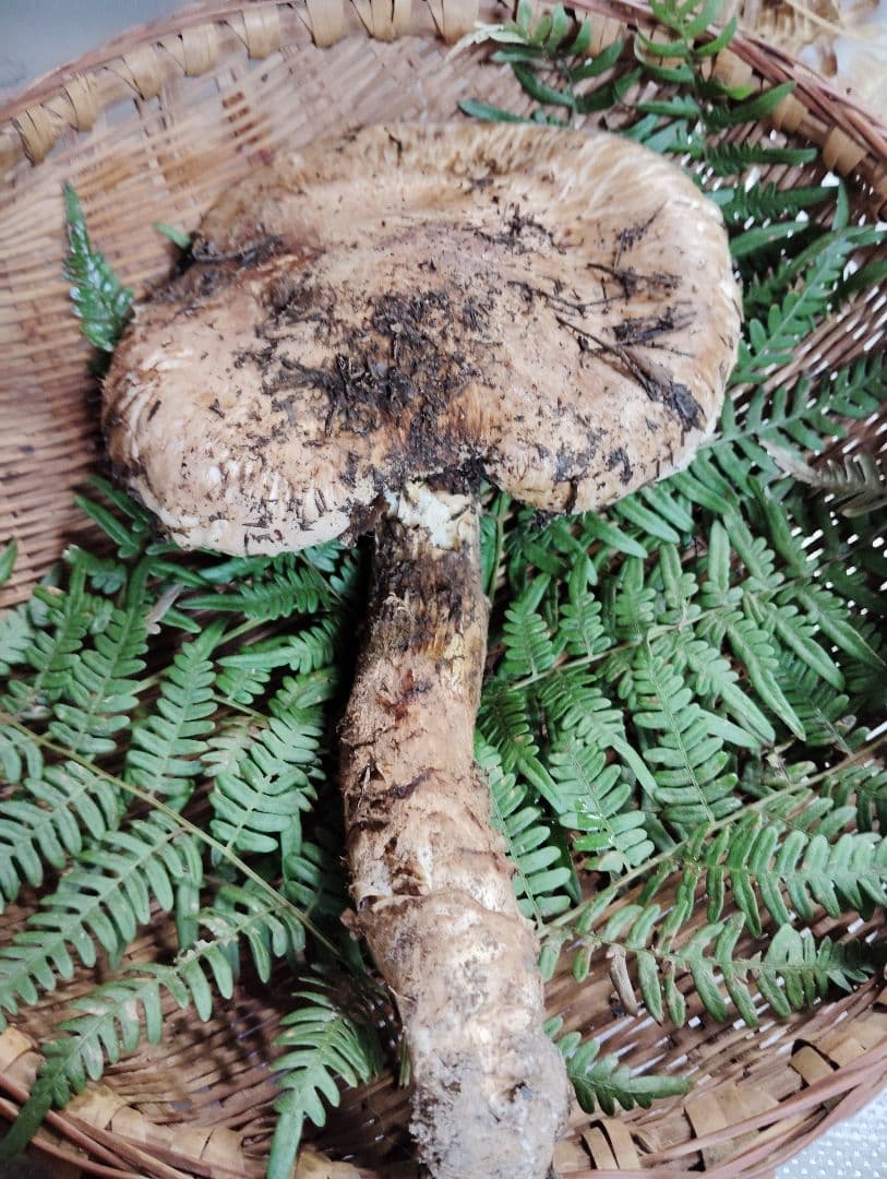 岩手県岩泉産松茸　210グラム