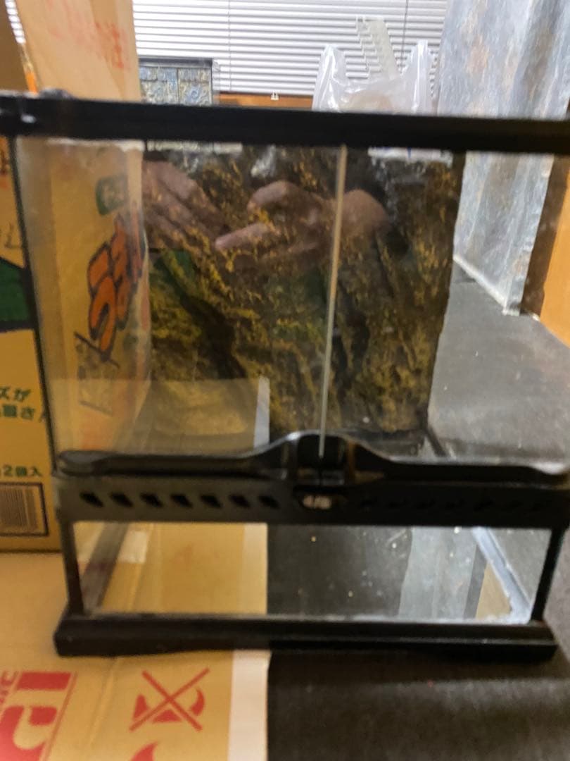 グラステラリウム 3030 3個