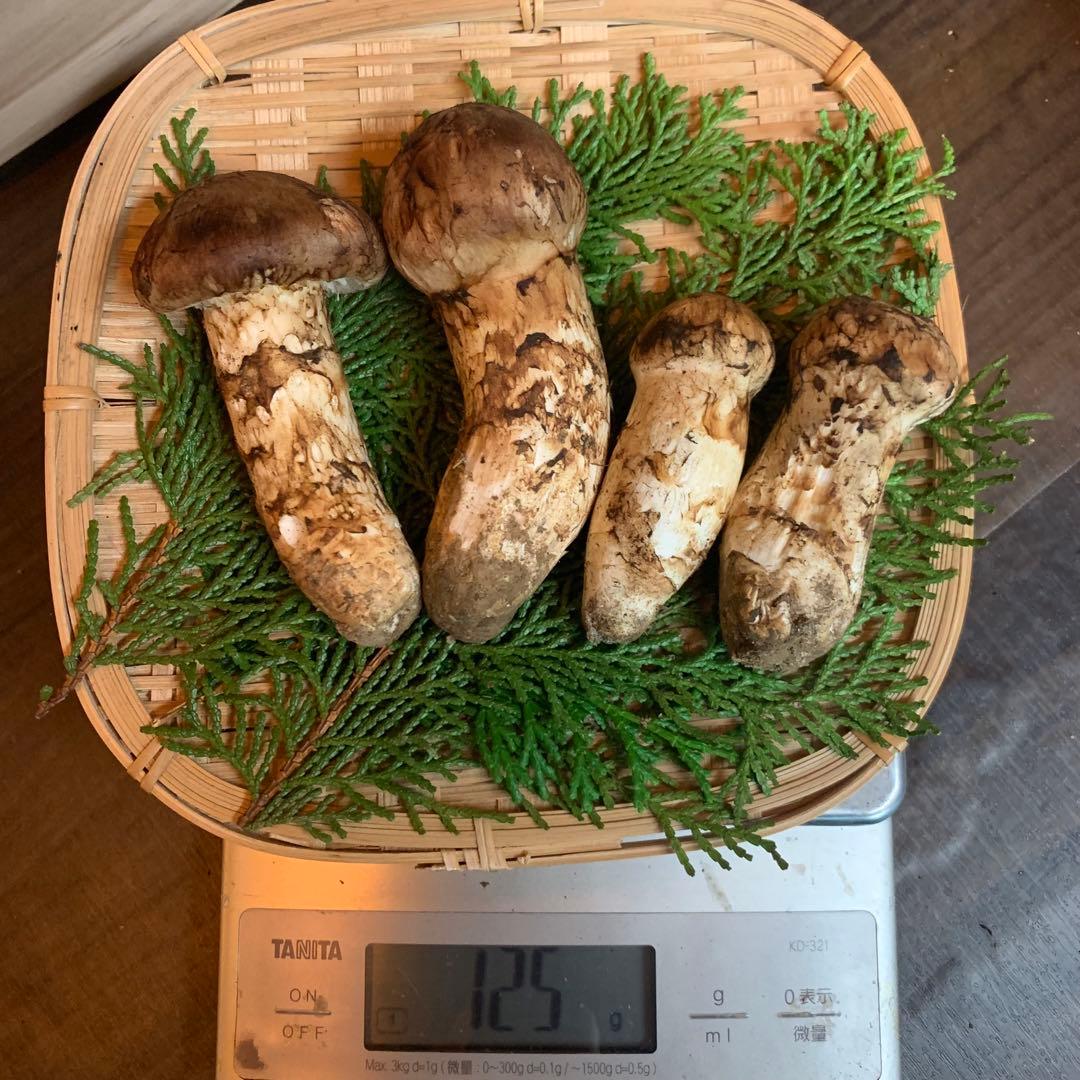 ⑥秀品【岩手県産天然松茸】収穫最終　国産本場　つぼみ採れたて　産地直送　125g