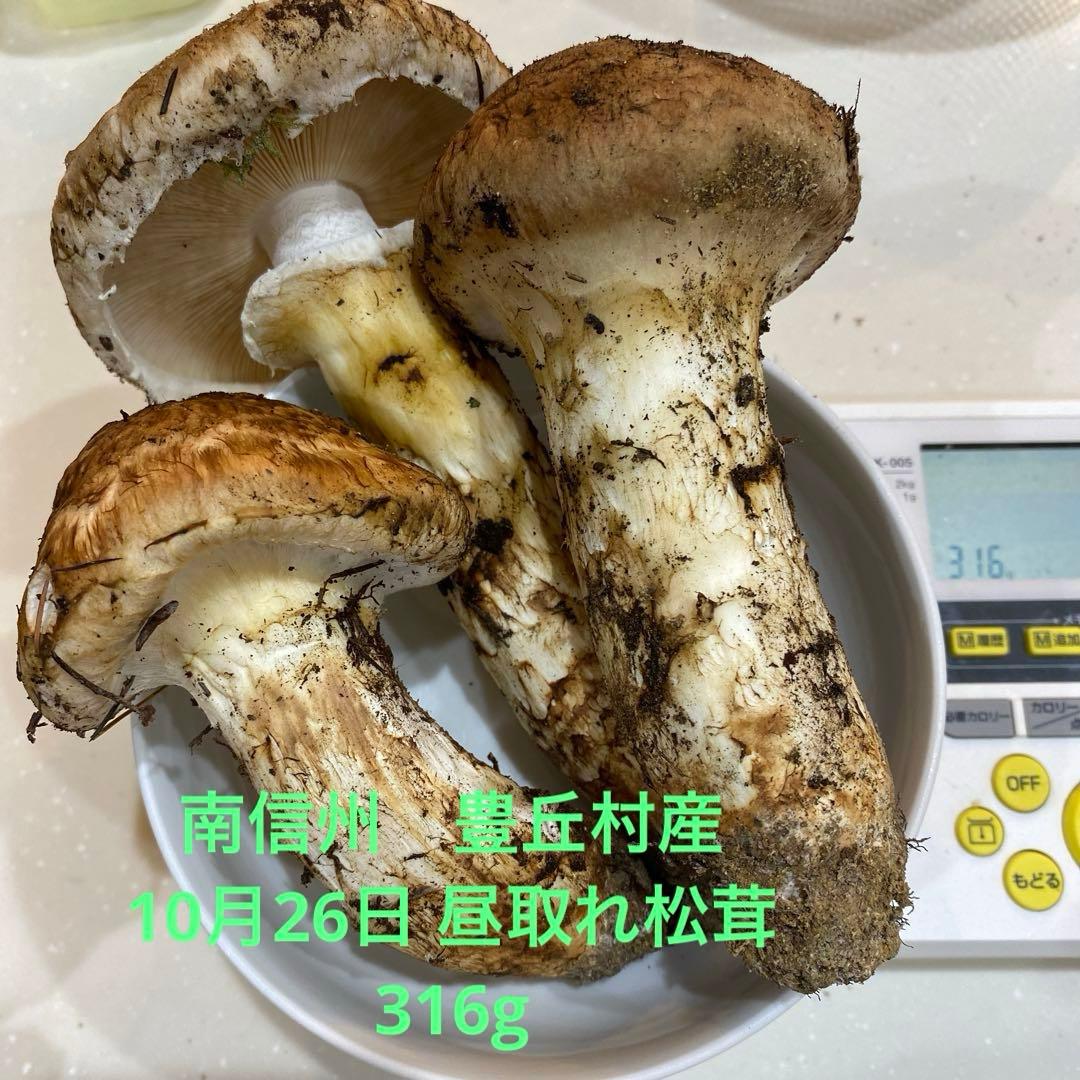 長野県 豊丘村産　松茸　316g 一部虫食い有り