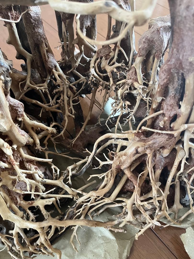 流木　中型深い茂る熱帯雨林　水槽レイアウト