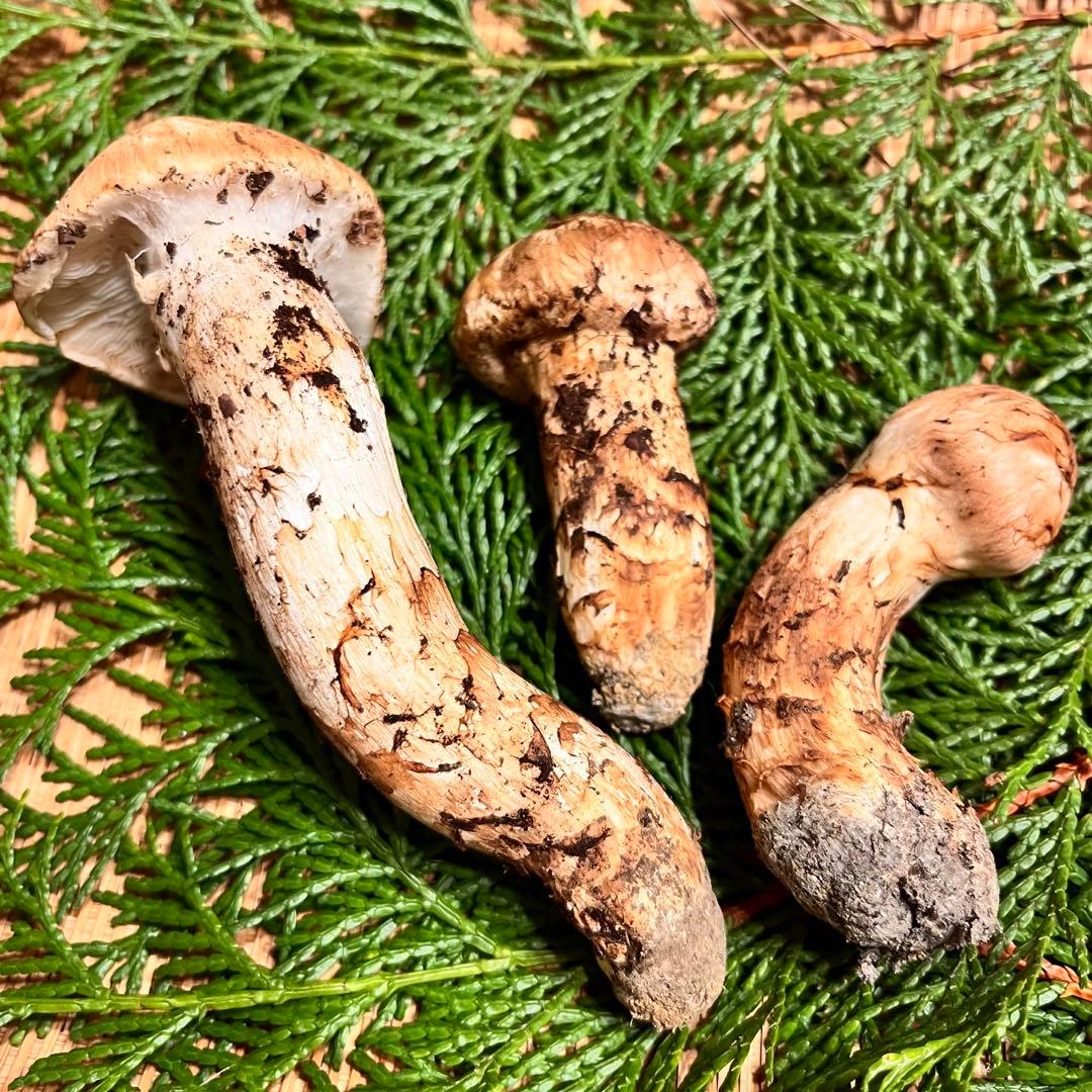 【1箱のみ】国産松茸 つぼみ・開きかけ（良型）　約97g