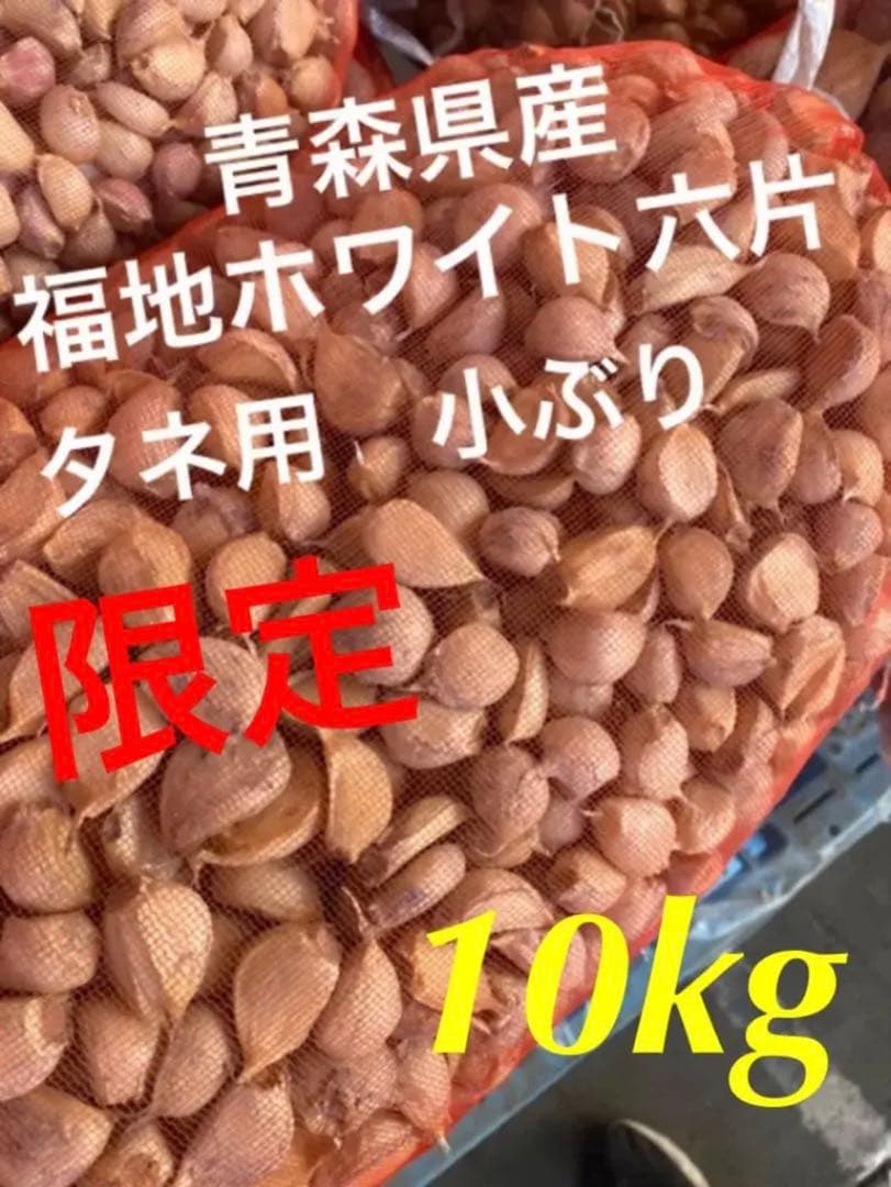 タネ にんにく 消毒済み Mサイズ 青森県産 福地ホワイト六片 種用ニンニク