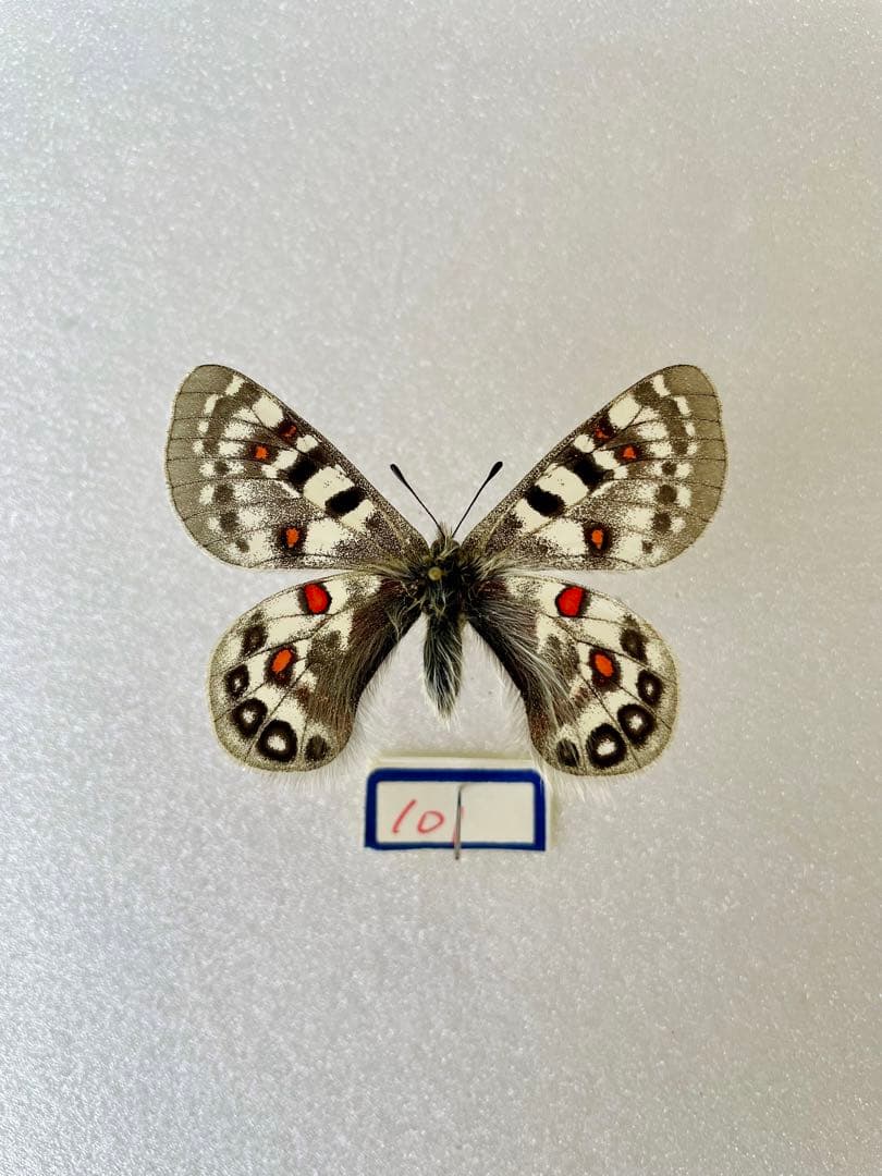 【40年前の標本】パルナシウス・ハードウィッキー（1オス、インド産）