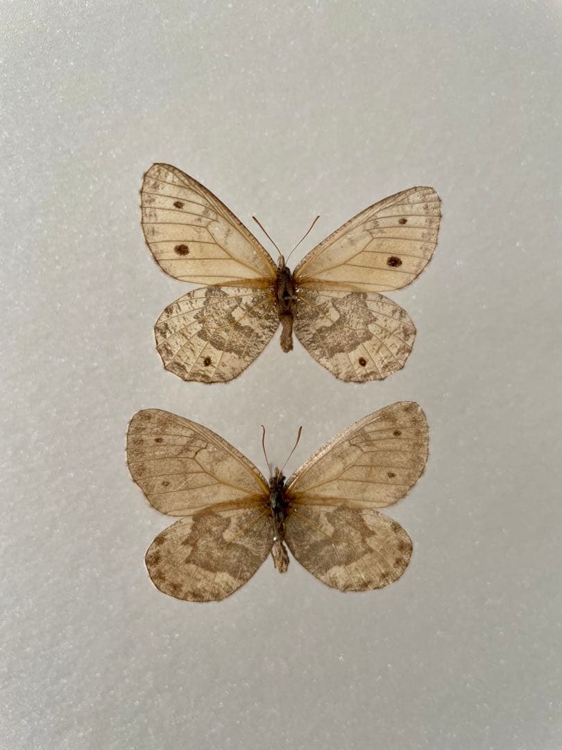 【ペア】タカネヒカゲ（モンゴル産）