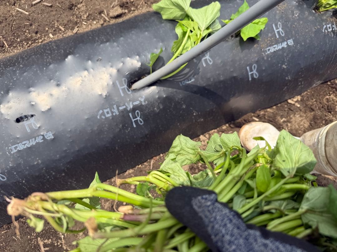 みっべーさま専用です⭐︎栗かぐやの焼き干し芋☆無選別3.5キロ♪