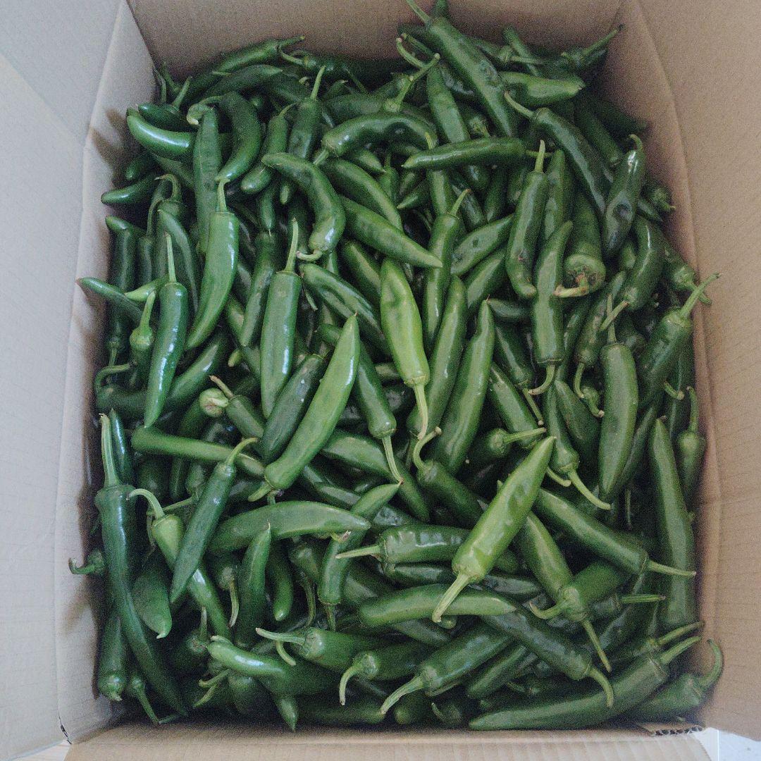 青唐辛子、辛口、BIGサイズ、10キロ