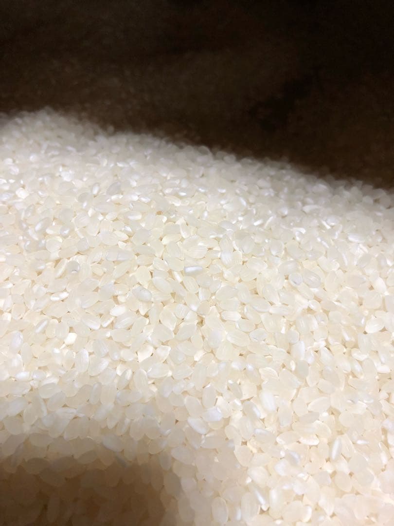 コシヒカリ精米済白米10kg 令和7年収穫分　三重県産