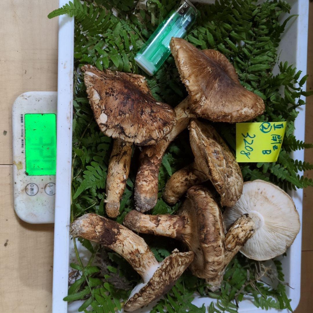 和歌山松茸 新鮮朝市　開きB 320㌘