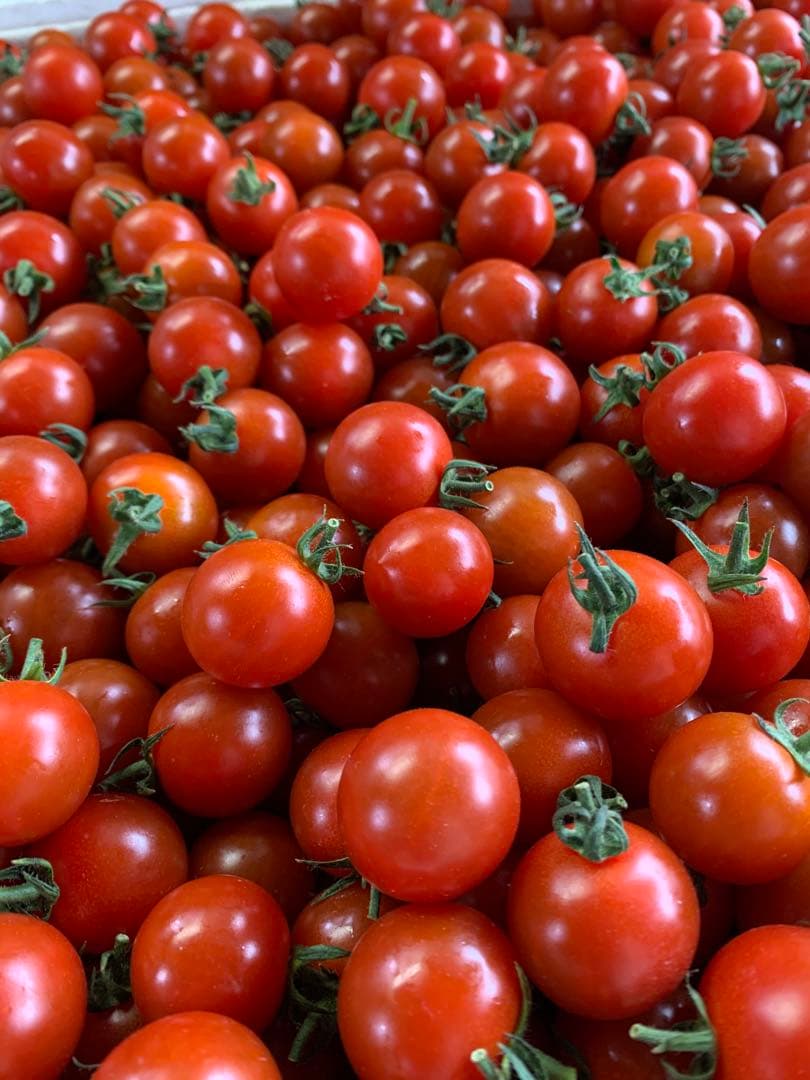 ミニトマト5kg 千果