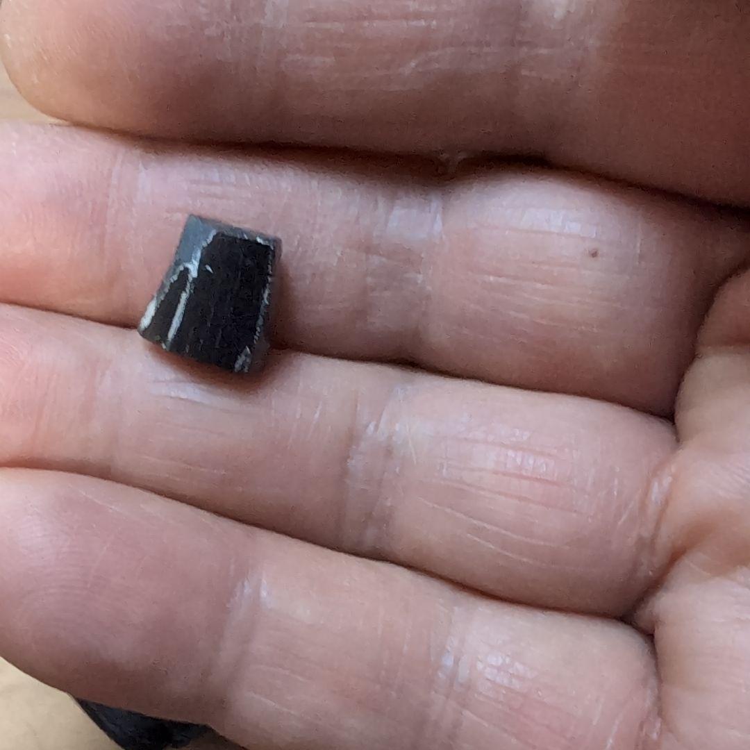 本物　ディノサウルス(ダスプレトサウルス)　歯化石　4個