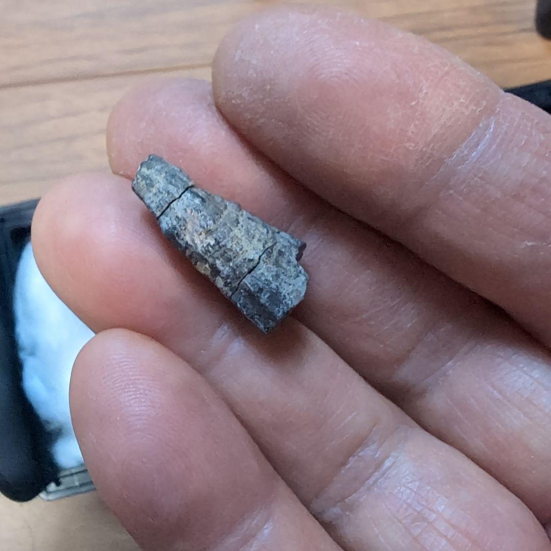 本物　ディノサウルス(ダスプレトサウルス)　歯化石　4個