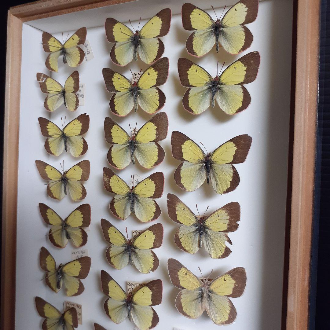 蝶標本　ミヤマモンキチョウ　(規制前採集)ドイツ標本箱二箱入り