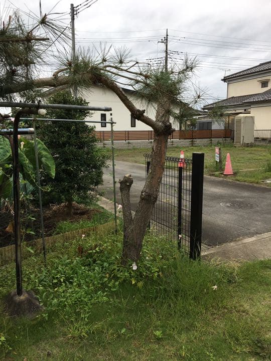 庭木売ります　　現物確認後、要相談　五千円から２万