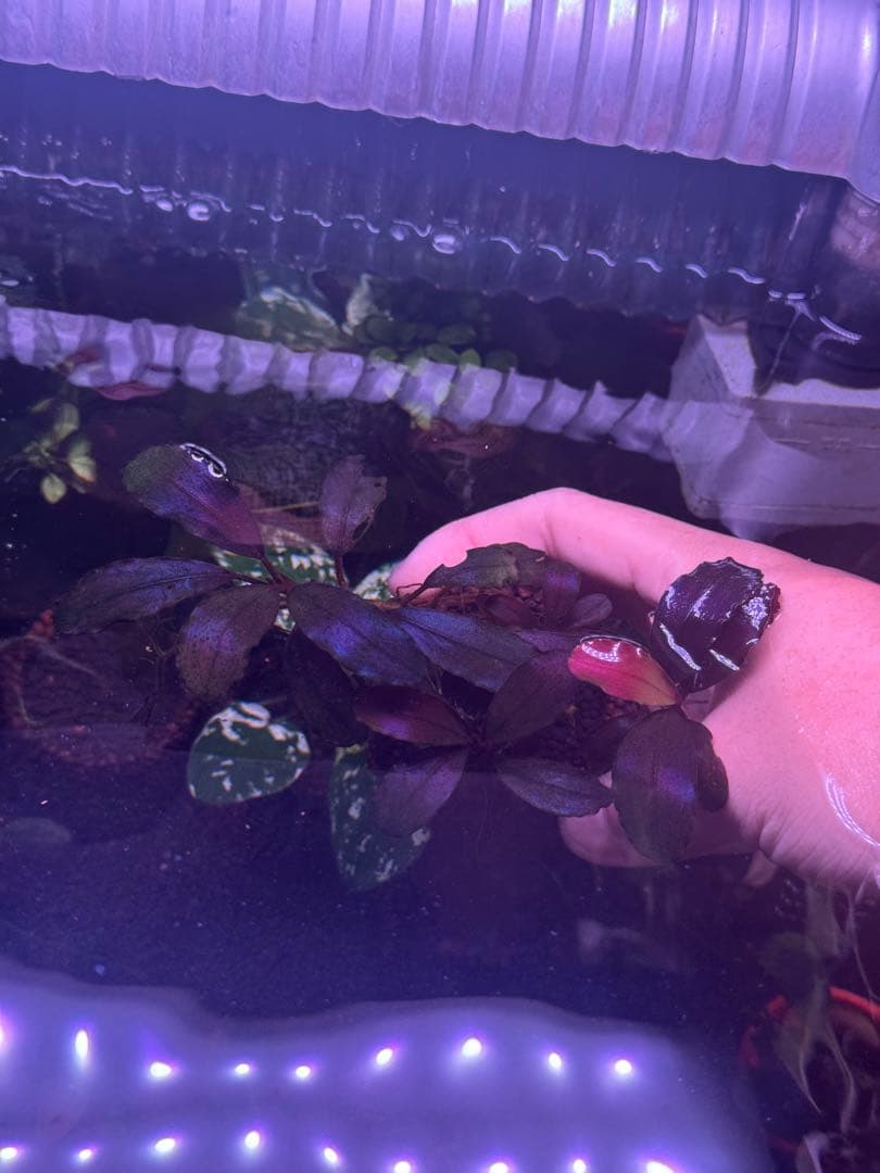 ブセファランドラsp.キングデビル　群生株　特大株