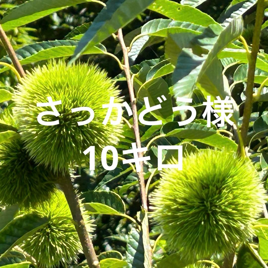 さっかどう様　生栗　10キロ