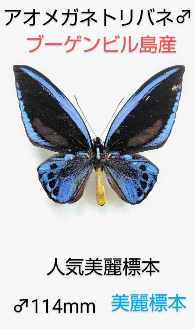 アオメガネトリバネアゲハ♂標本★ブーゲンビル島産★114mm PNG入手困難