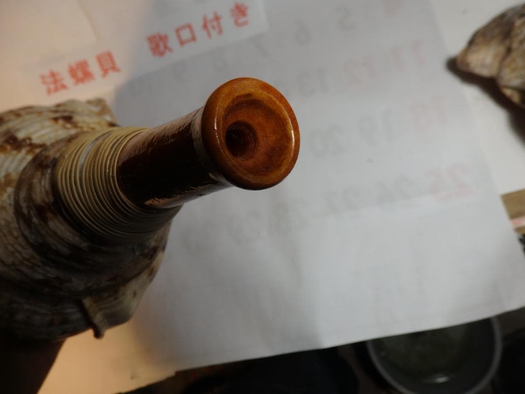 法螺貝 約43.5㎝ 木製歌口,新品 MH-479