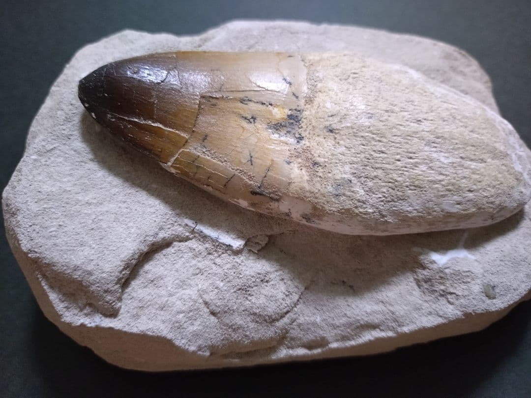 モロッコ産モササウルスの歯歯根と母岩付　プログナソドン ギガンデス