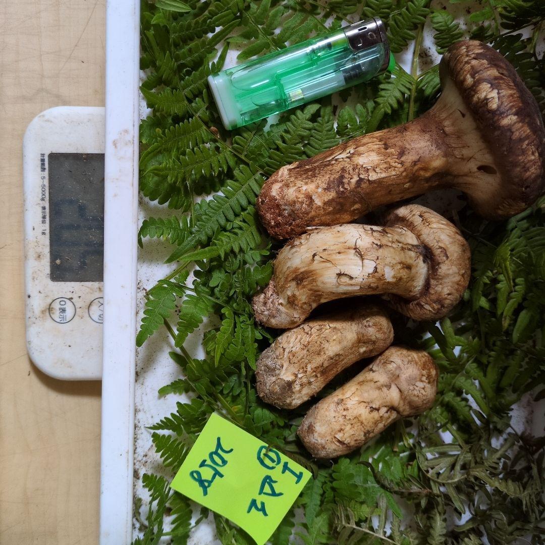 明日最終日　和歌山松茸　新鮮朝市　込み込み　205㌘