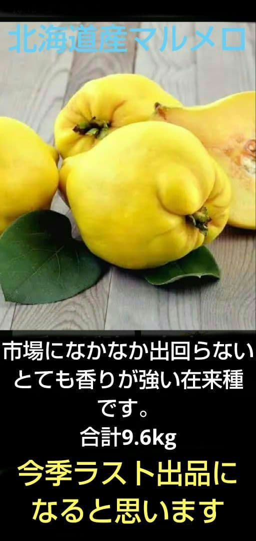 北海道産　マルメロ　9.6kg（44個）ラスト出品です