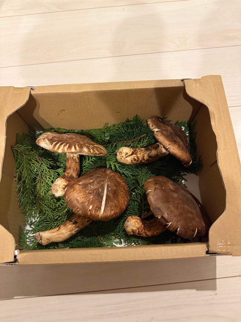 松茸長野産大ぶり4本新鮮　クール便で送ります。