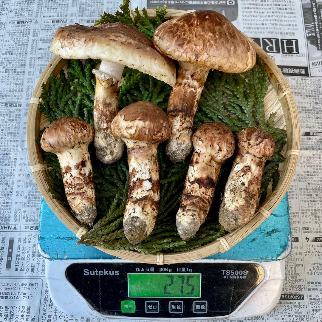 天然きのこ 松茸 国産 良品‼️ マツタケ まつたけ 森の凛さん採取 その188