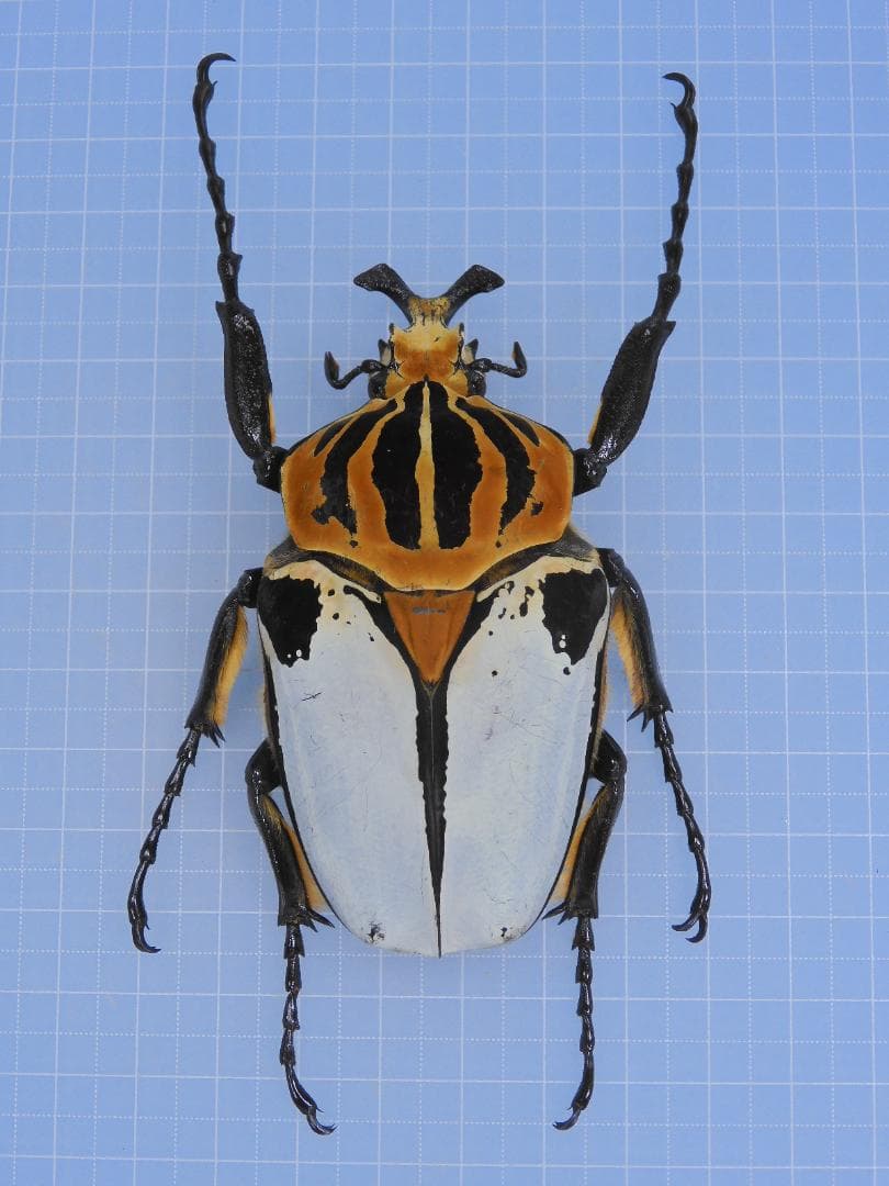 標本 Goliathus cacicus 85mm