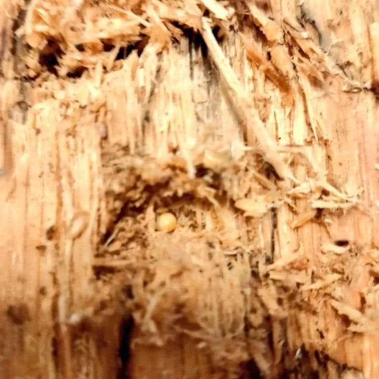 やふおく・BASE等では、飛ぶ様に売れております。バクテリア材 難産種にどうぞ。