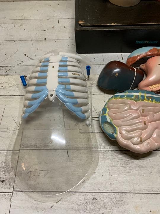 大型　木製　人体模型　標本　臓器　パズル　ディスプレイ　漢方　レトロ