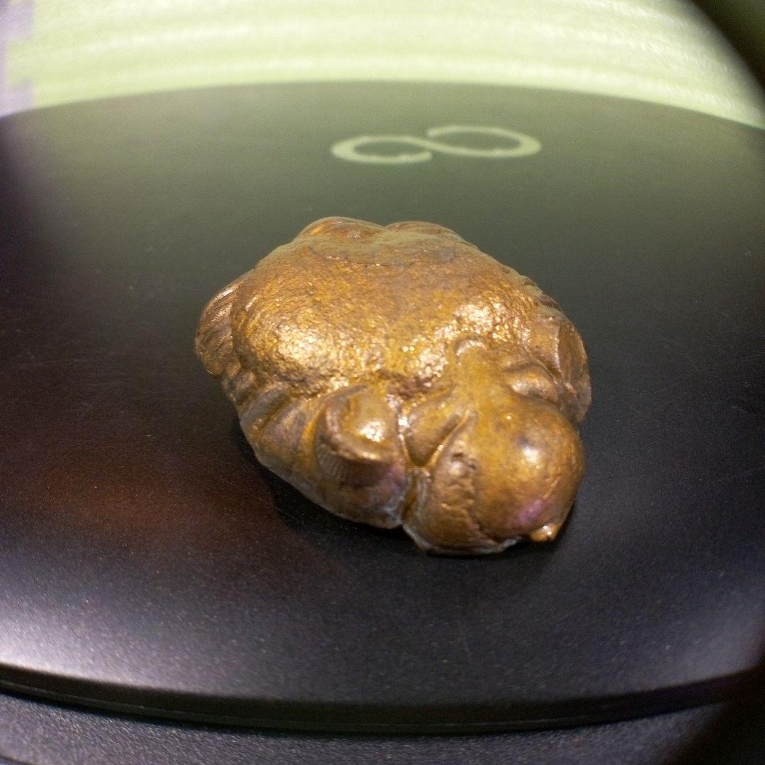 三葉虫　化石　fossil　ボリビア産　レア　Fossil管理②