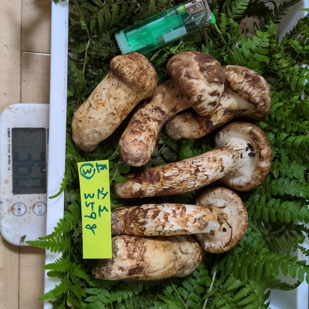 和歌山松茸　新鮮朝市　込み込み　359㌘