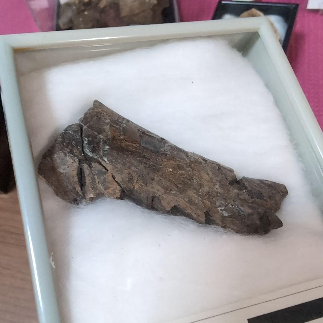 本物　恐竜　ドリオサウルスの肋骨化石　ワイオミング　ラベルケース付き