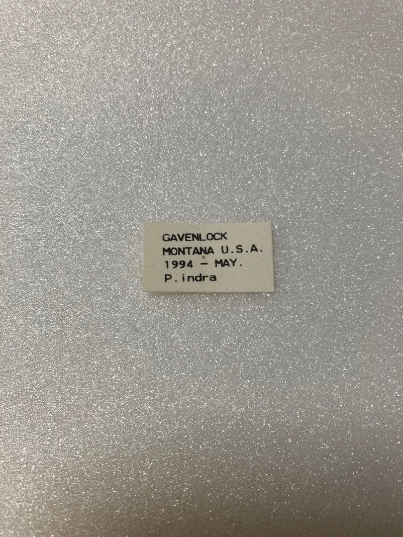 【2頭ペア】パピリオ・インドラ・インドラ（モンタナ州/アメリカ）