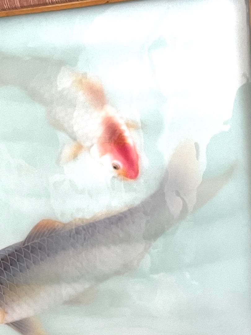 【価格交渉大歓迎】安藤造 七宝 双鯉図 陶額 共箱