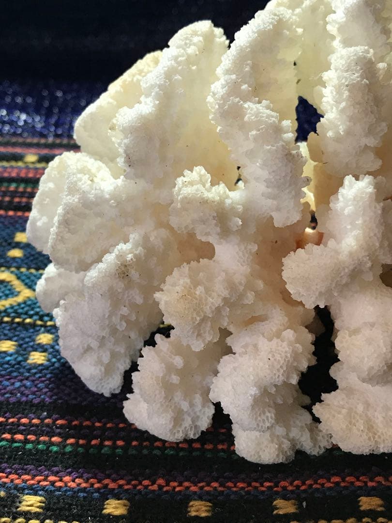 ◉台湾産【白珊瑚/ホワイトコーラル】原木[8G20