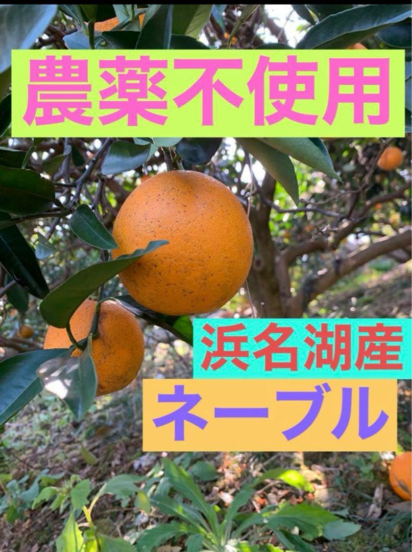 農薬不使用 浜名湖ミカン 2025年度.連絡用 1/20更新　説明読んでね