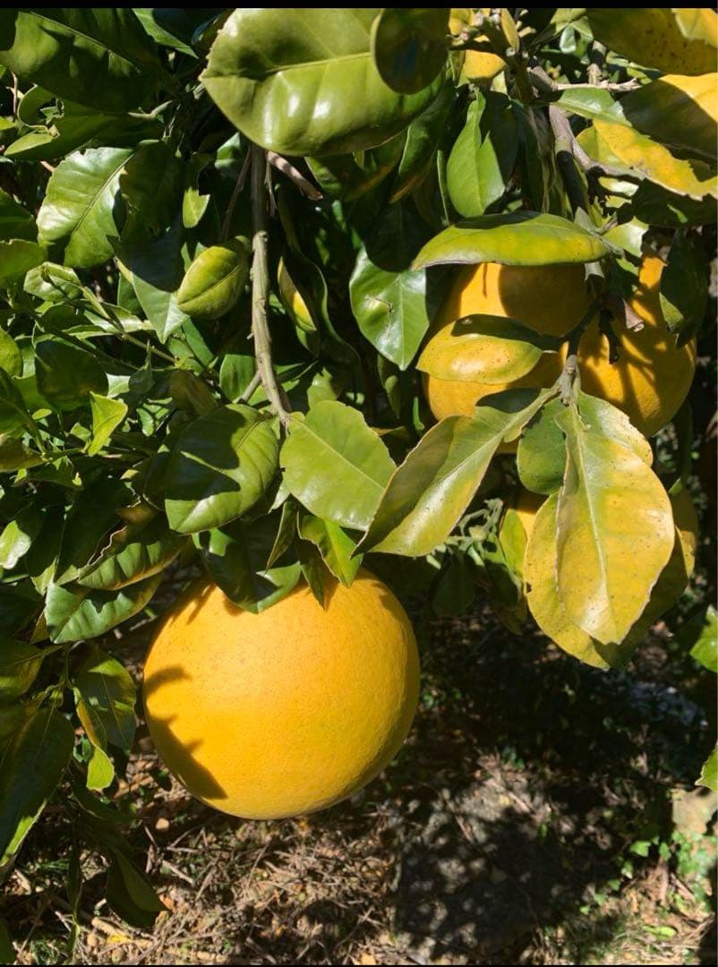 農薬不使用 浜名湖ミカン 2025年度.連絡用 1/20更新　説明読んでね